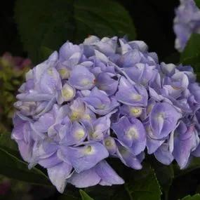 Minty Ice Hydrangea Plants (Hydrangea Flair And Flavours) 2